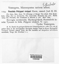 Uromyces polygoni-avicularis image